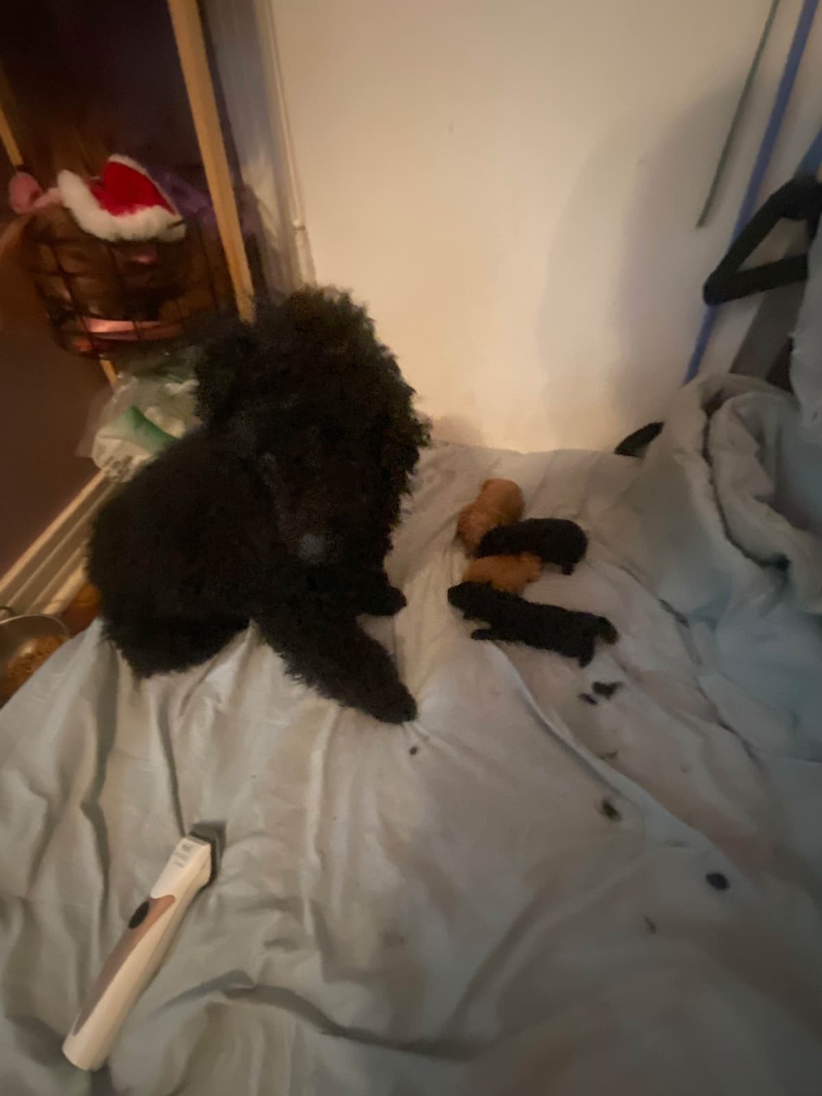 Poodle Puppies breeder image 3