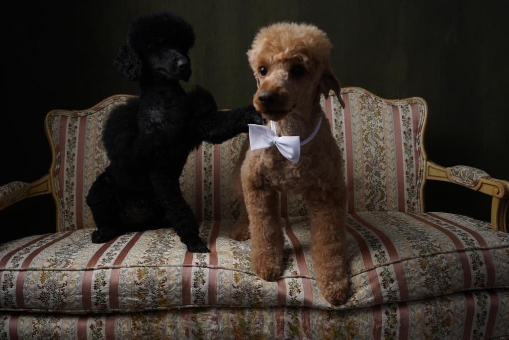 Poodle Puppies breeder image 4