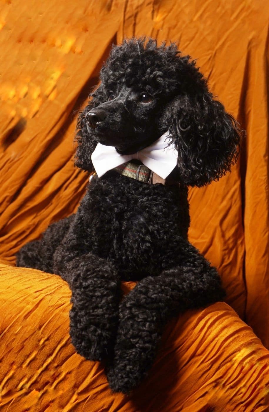 Poodle Puppies breeder image 5