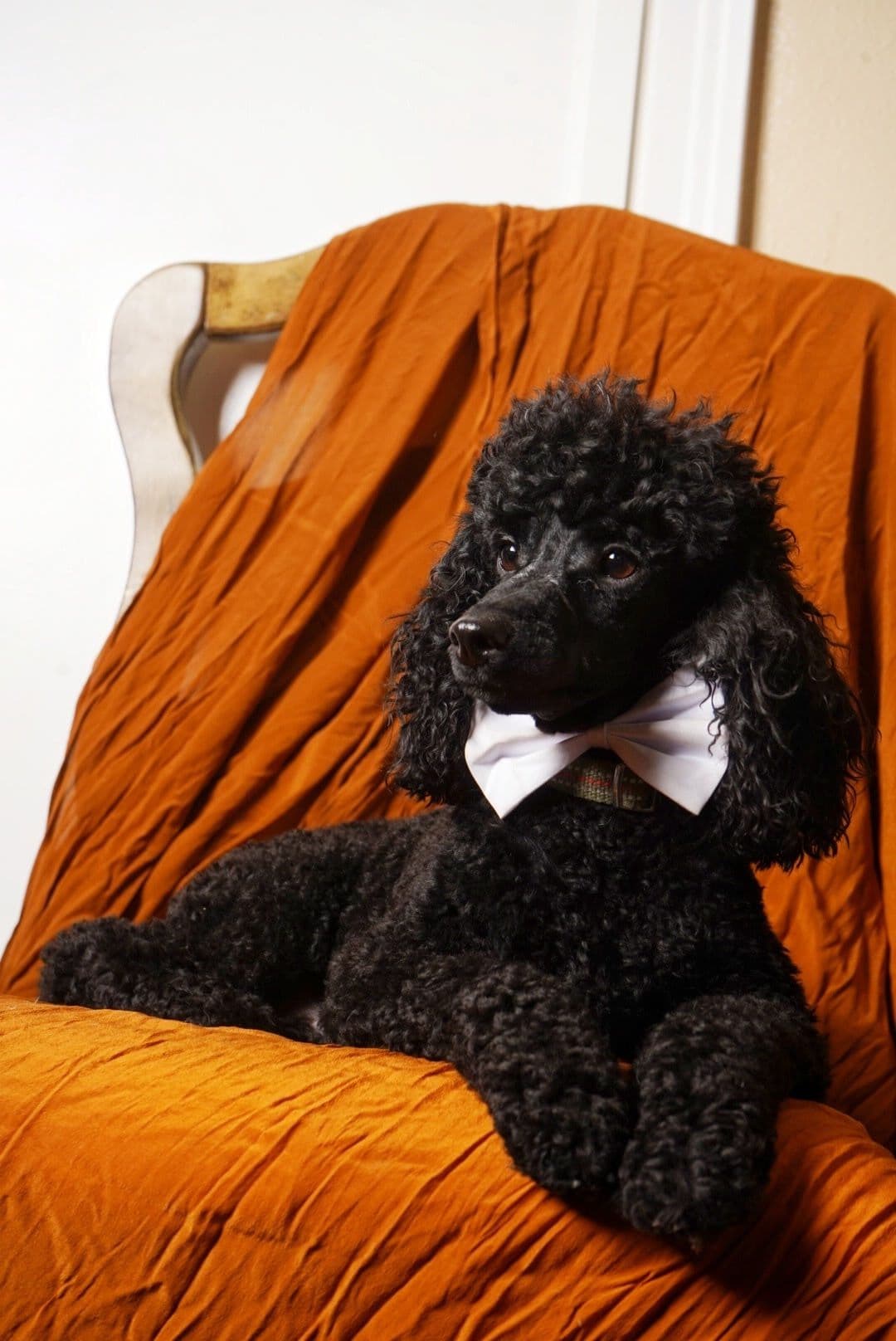 Poodle Puppies breeder image 6