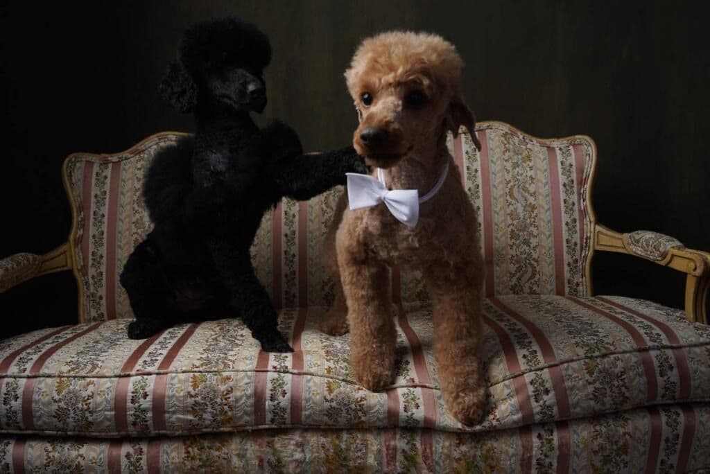Poodle Puppies breeder image 9