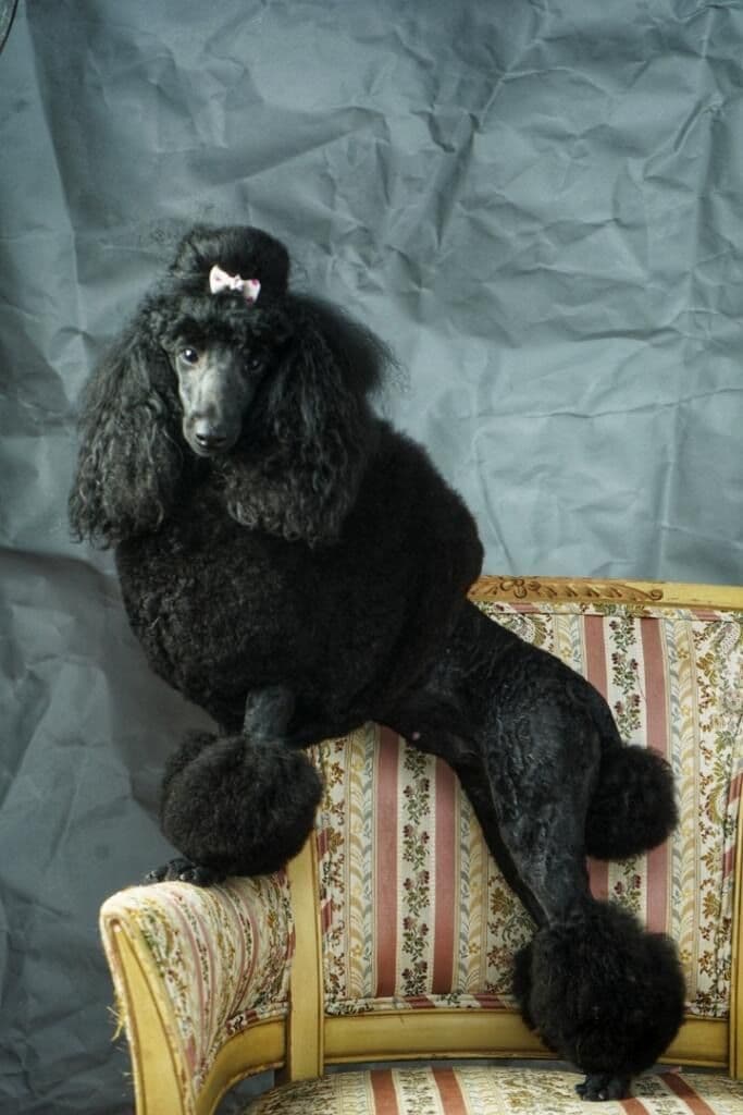 Poodle Puppies breeder image 10