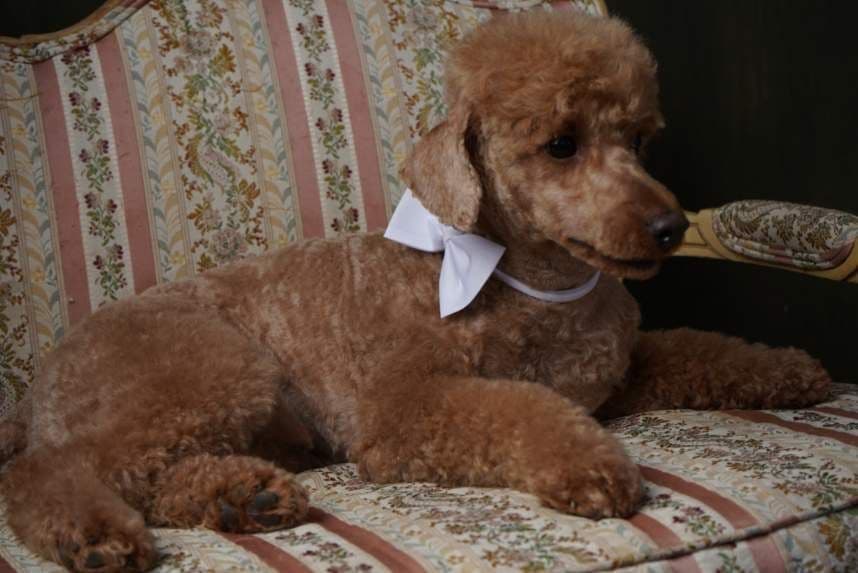 Poodle Puppies breeder image 16