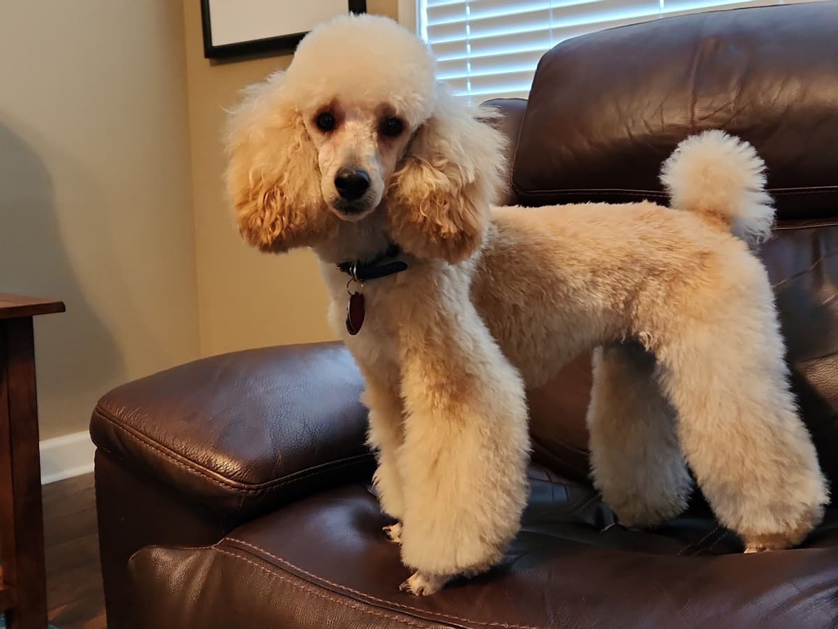 Poodle Puppies breeder image 13