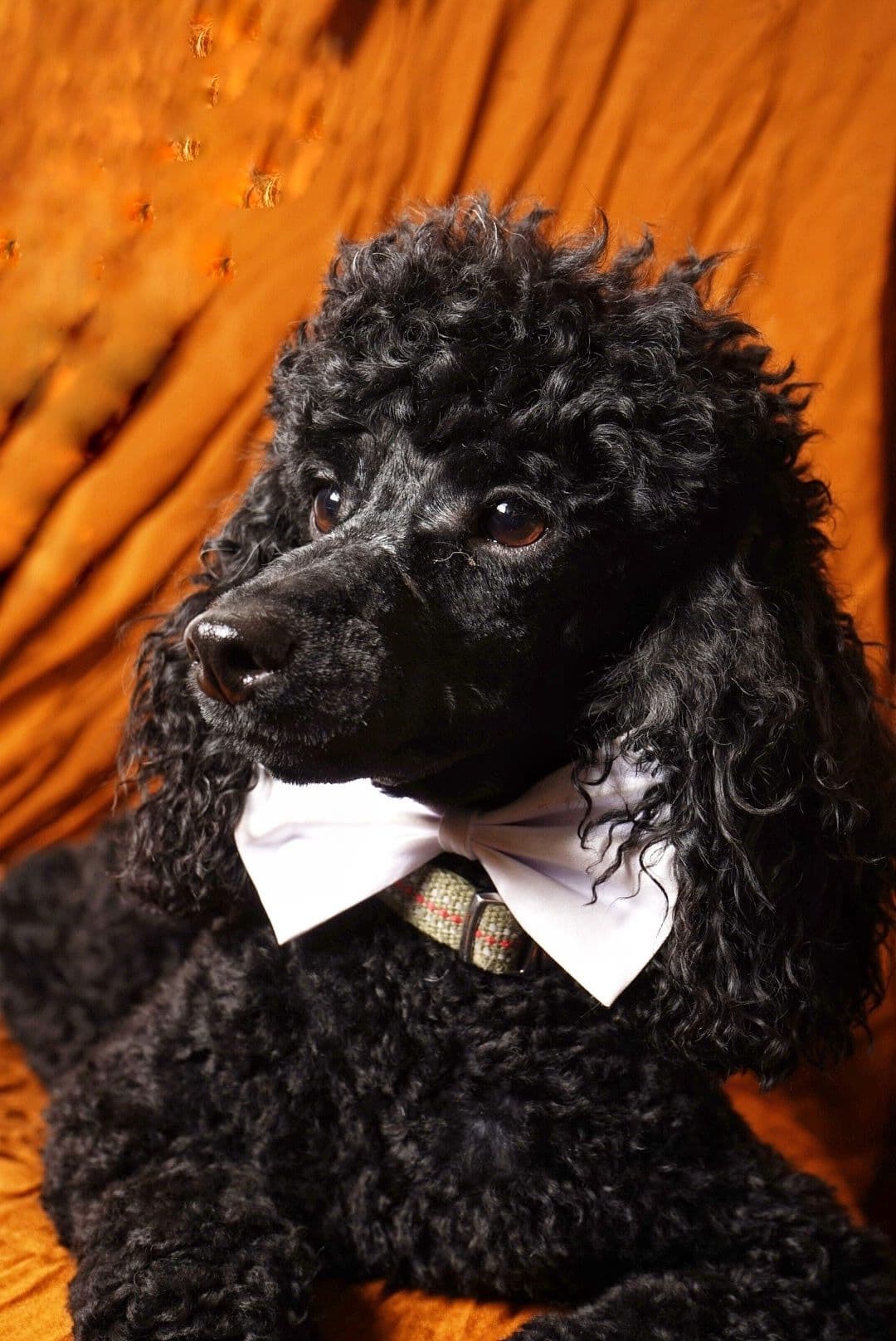 Poodle Puppies breeder image 12