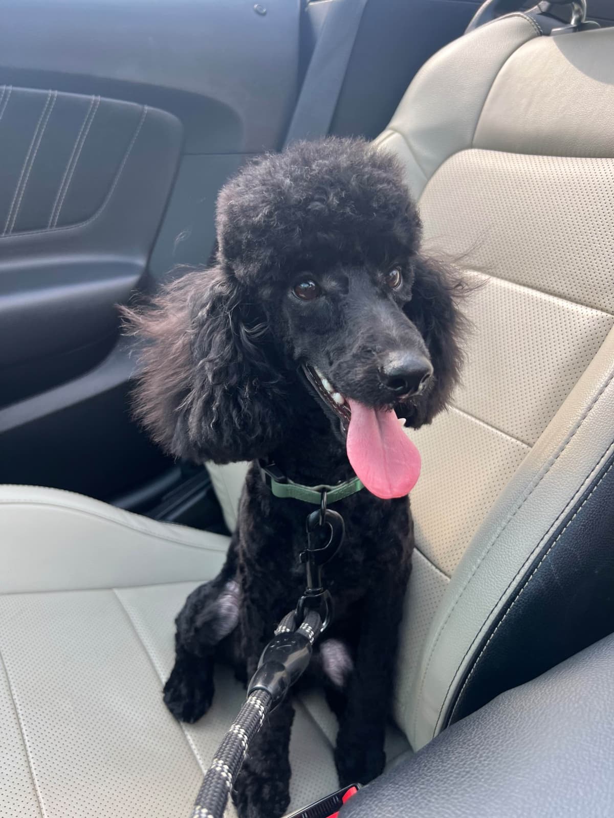 Poodle Puppies breeder image 17