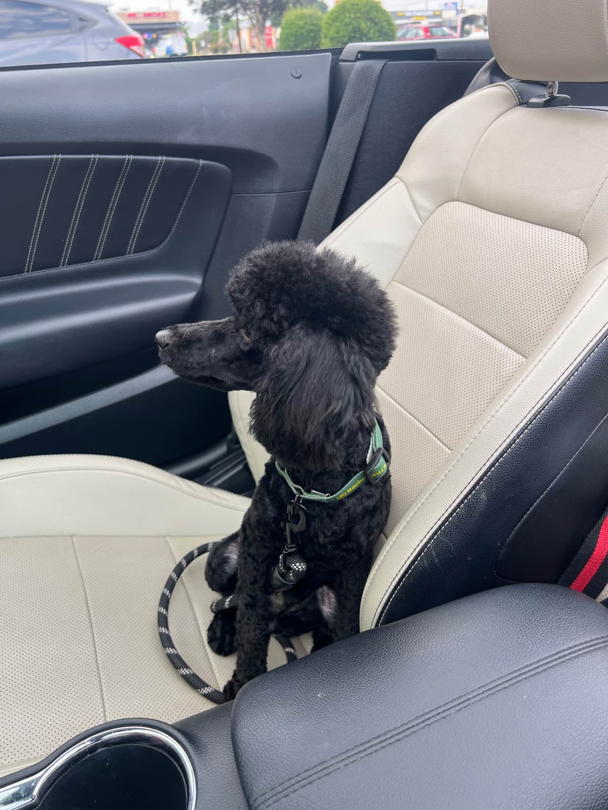 Poodle Puppies breeder image 18