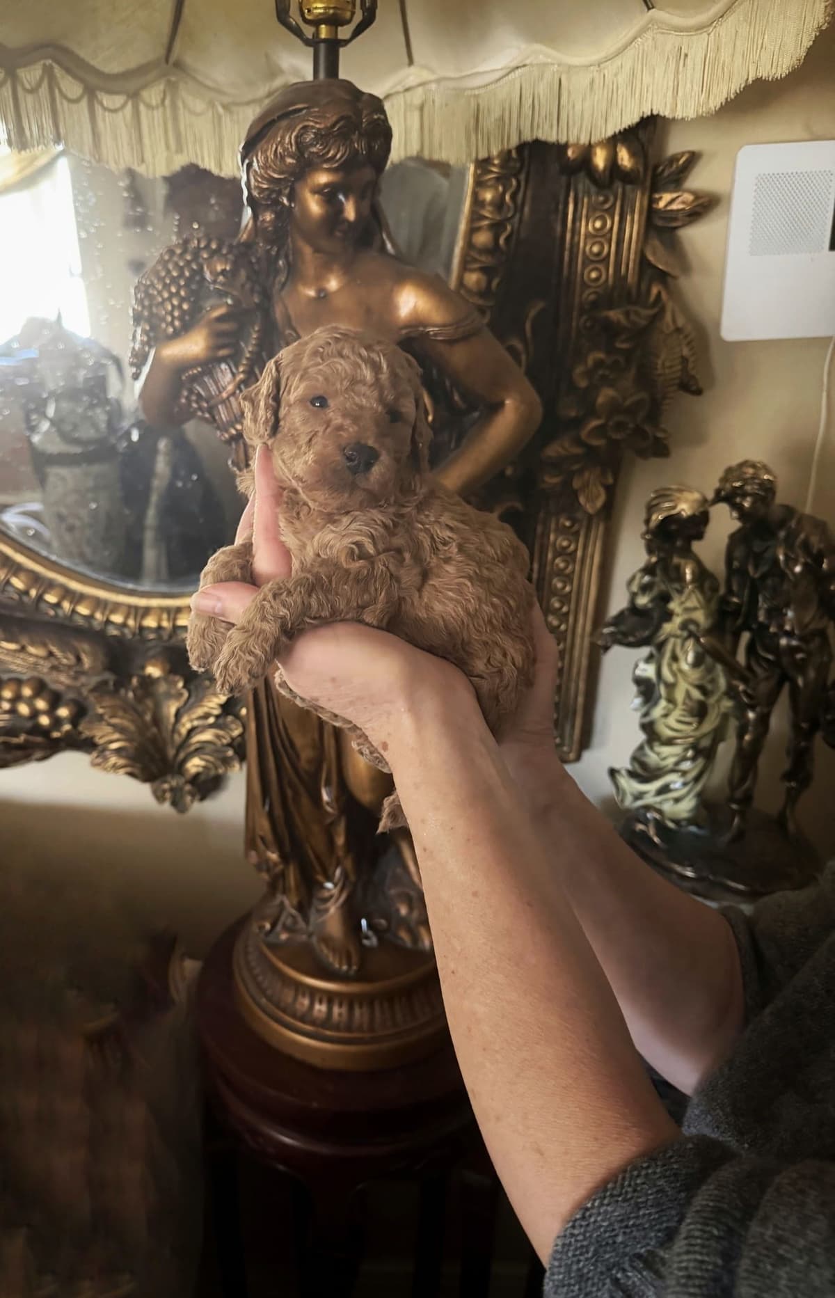 Poodle Puppies breeder image 19