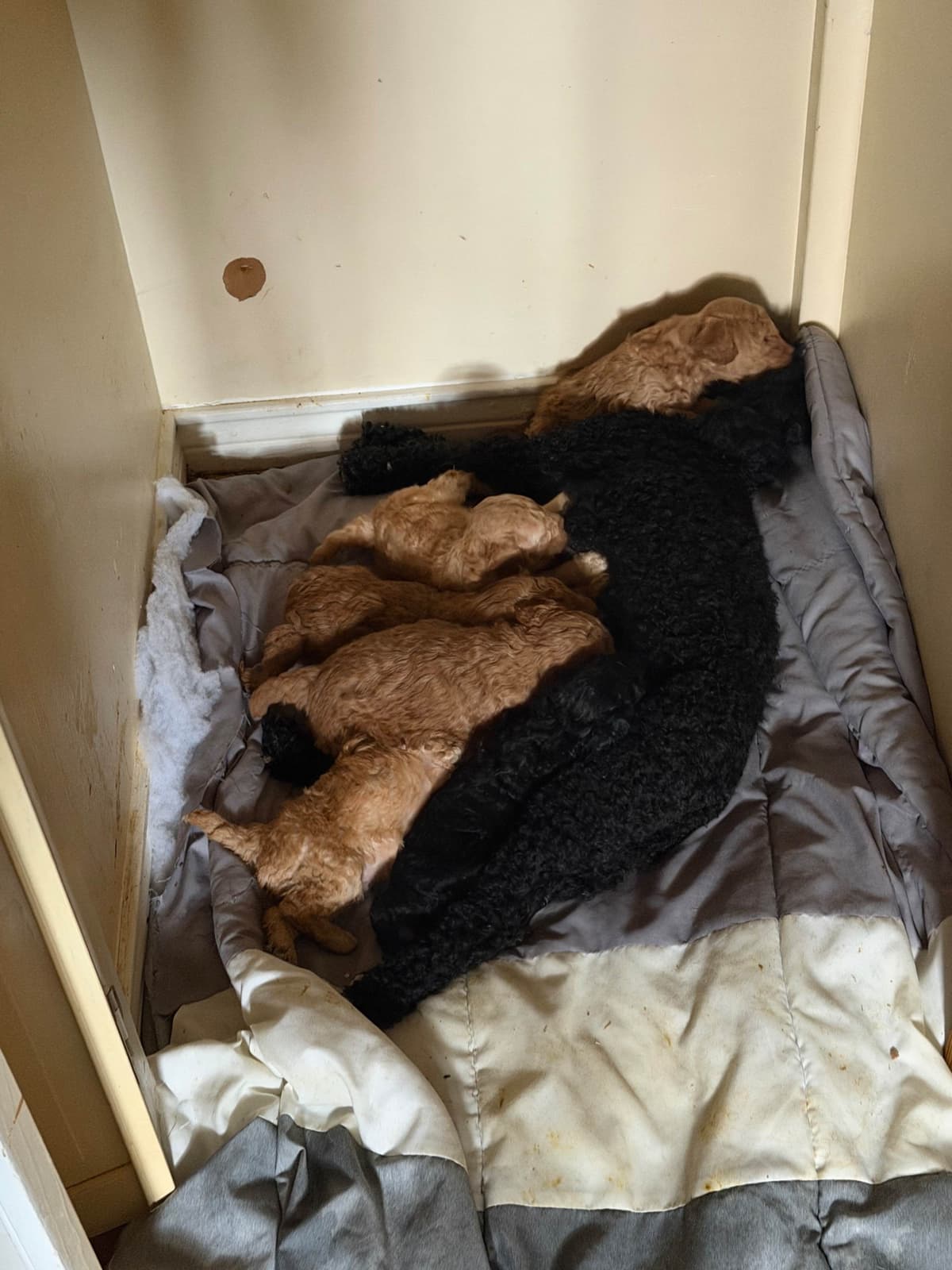 Poodle Puppies breeder image 21