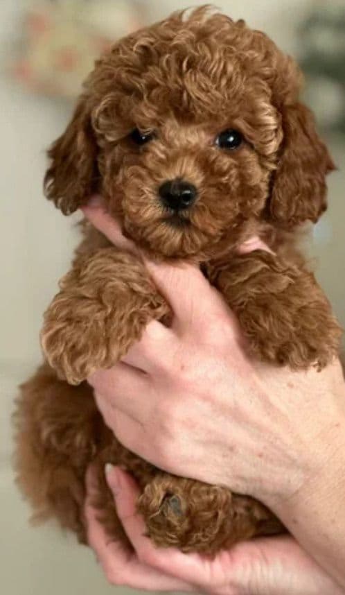 Poodle Puppies media 2