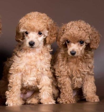 Poodle Puppies breeder image 23