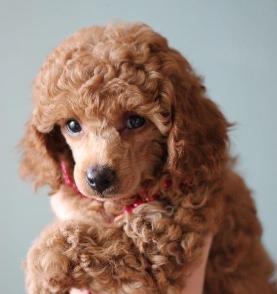 Poodle Puppies breeder image 24