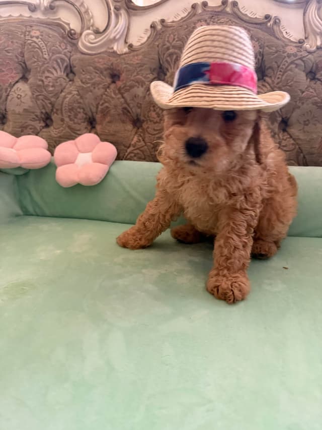 Poodle Puppies media 5