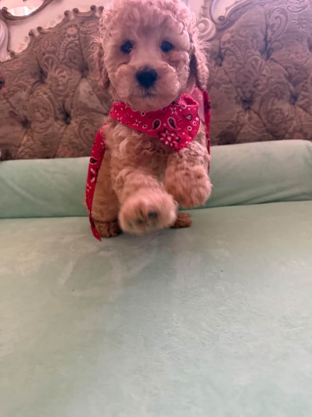 Poodle Puppies media 7