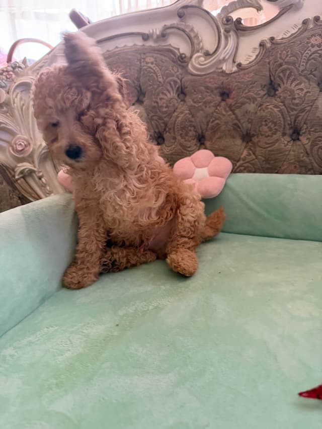 Poodle Puppies media 6