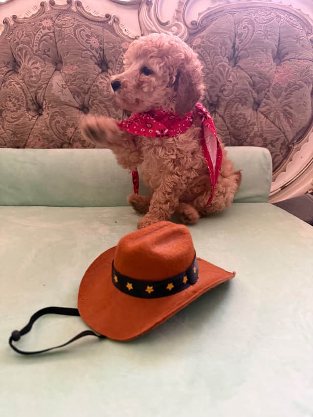 Poodle Puppies media 3