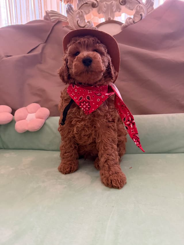Poodle Puppies media 4