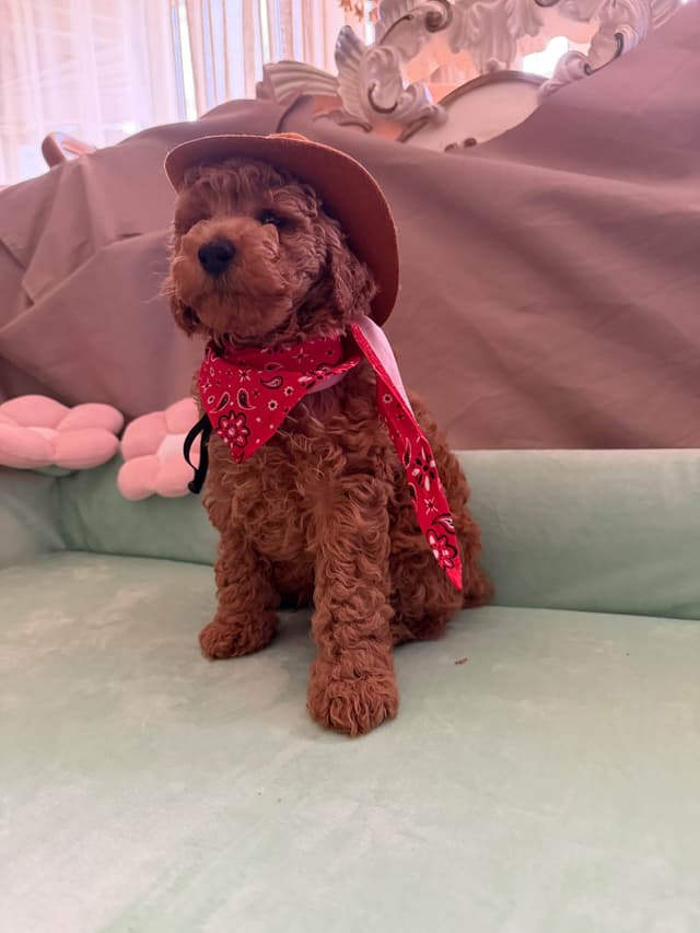 Poodle Puppies media 8