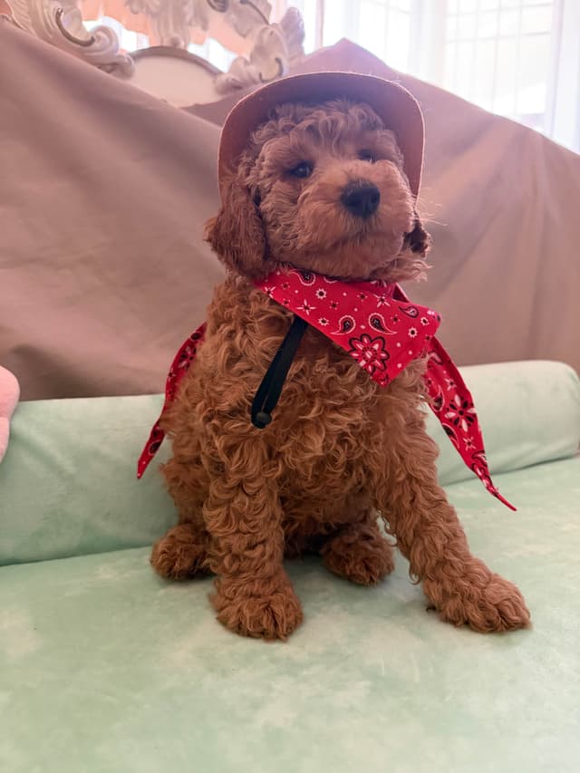 Poodle Puppies media 9