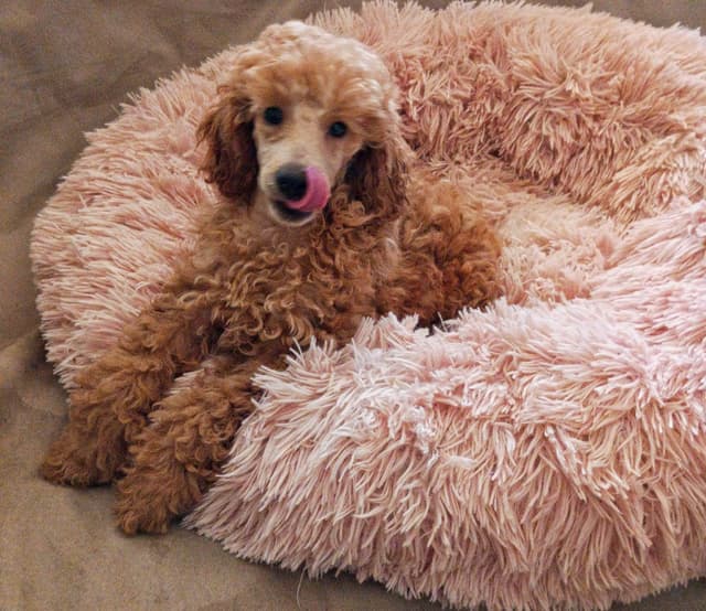 Poodle Puppies media 10