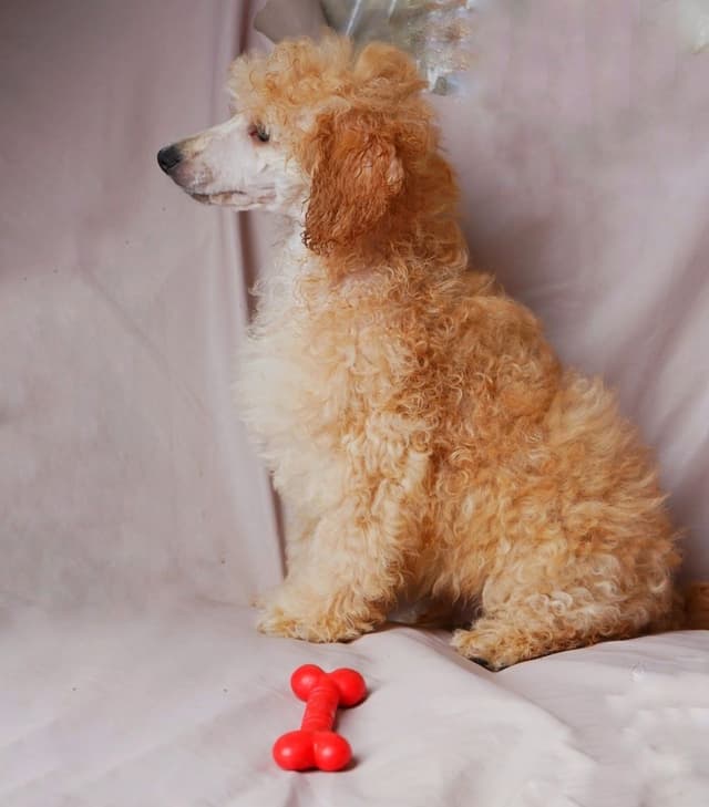 Poodle Puppies media 12