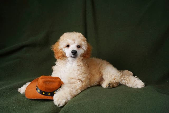 Poodle Puppies media 13