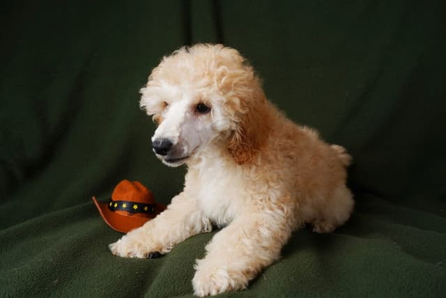 Poodle Puppies media 14