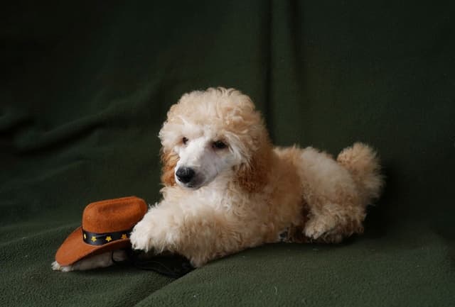 Poodle Puppies media 15