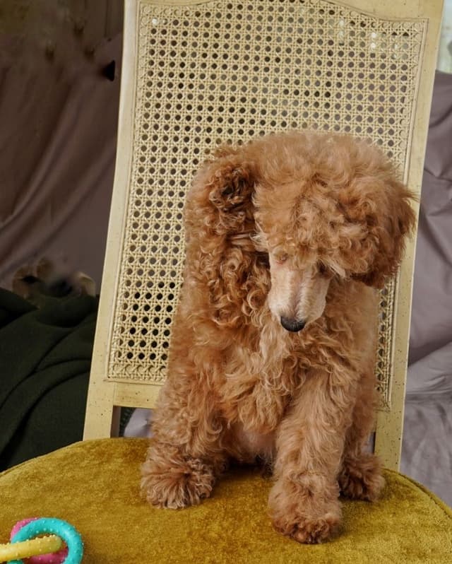 Poodle Puppies media 16