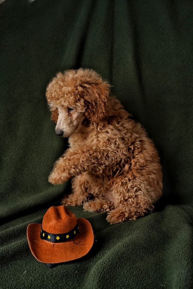 Poodle Puppies media 17