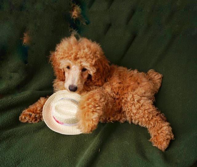 Poodle Puppies media 18