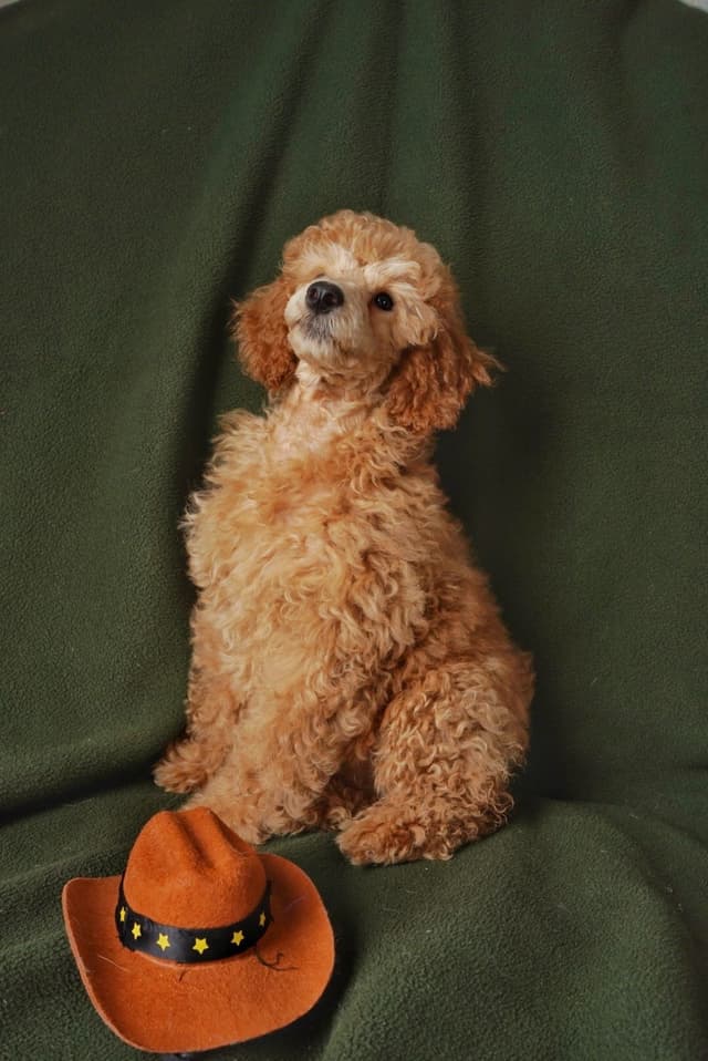 Poodle Puppies media 19