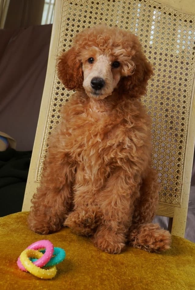 Poodle Puppies media 20