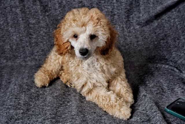 Poodle Puppies media 21