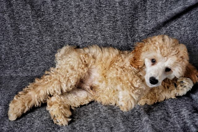 Poodle Puppies media 22