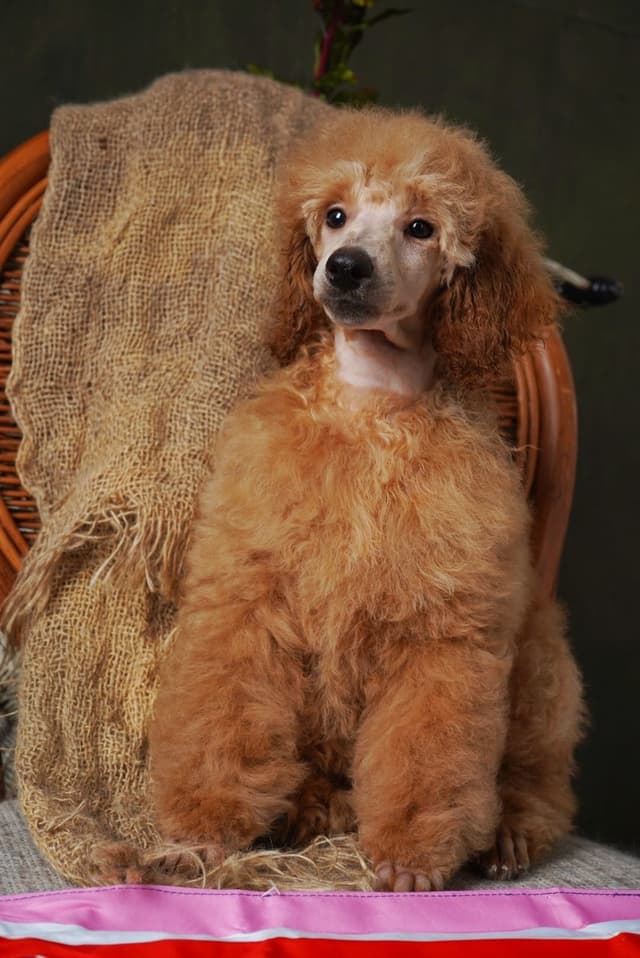 Poodle Puppies media 25