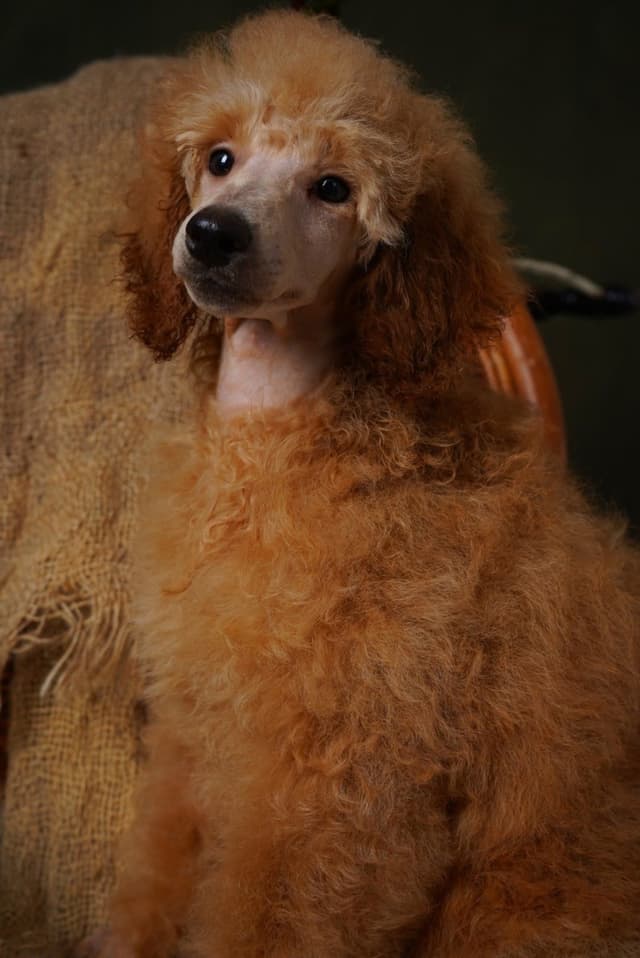 Poodle Puppies media 24