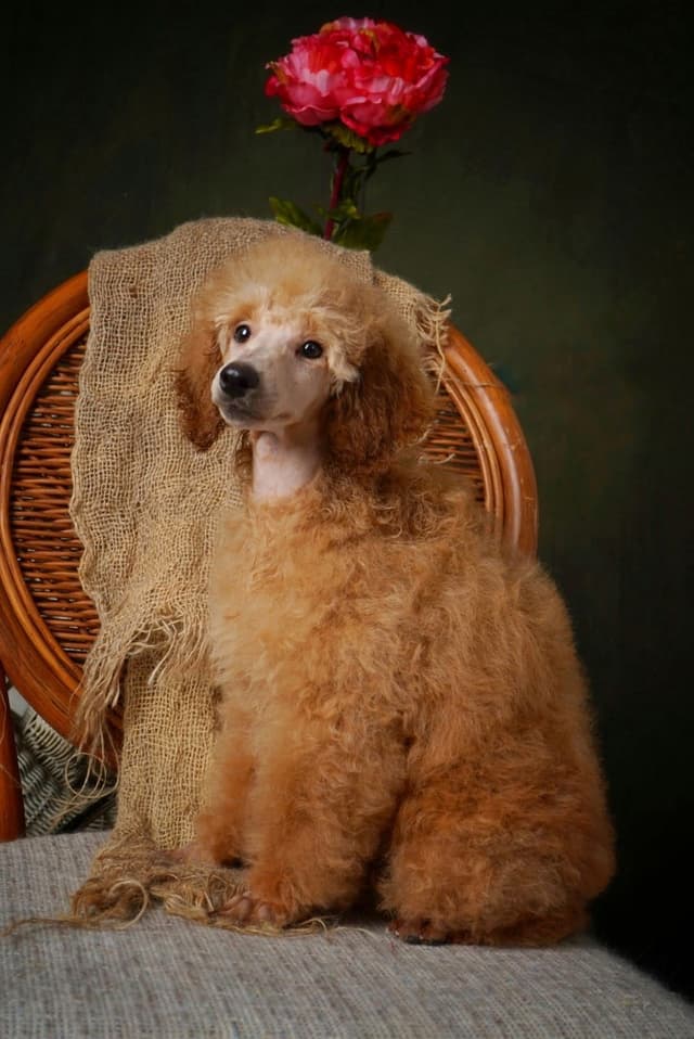 Poodle Puppies media 26