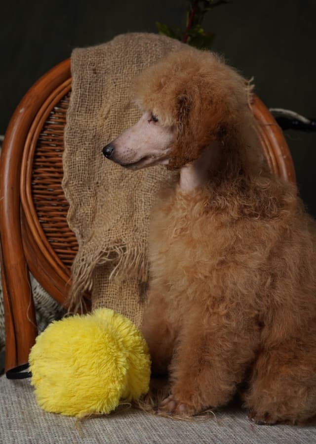 Poodle Puppies media 27