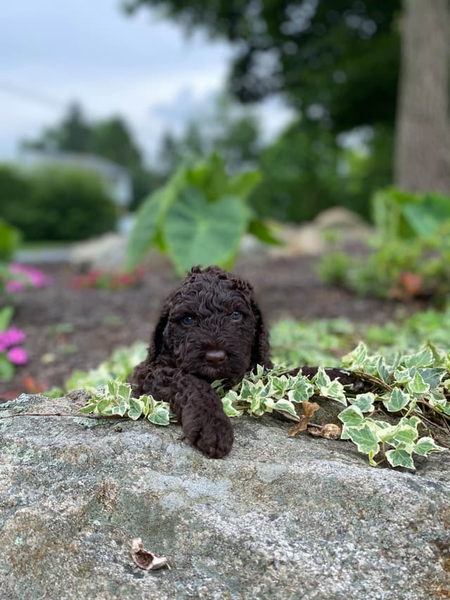 Spanish Water Dog Puppies media 3