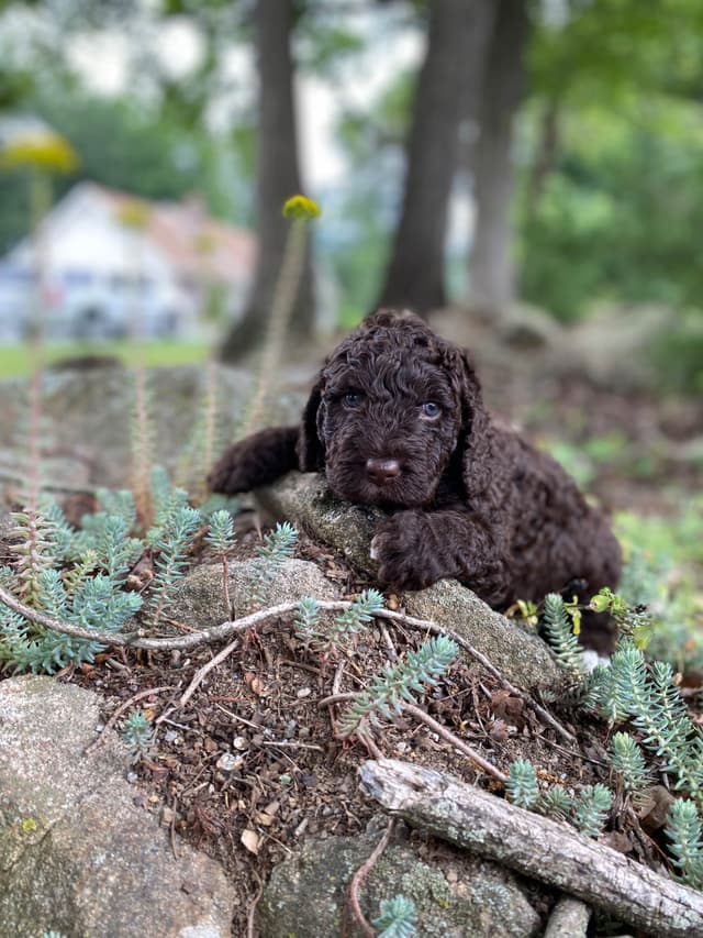Spanish Water Dog Puppies media 4