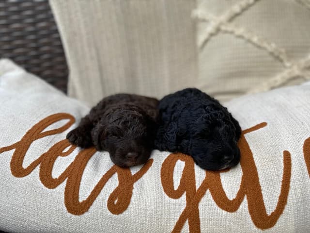 Spanish Water Dog Puppies media 5
