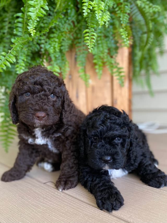 Spanish Water Dog Puppies media 8