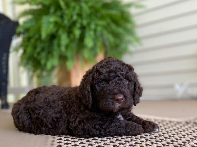 Spanish Water Dog Puppies media 10