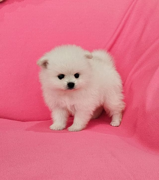 Pomeranian Puppies media 3