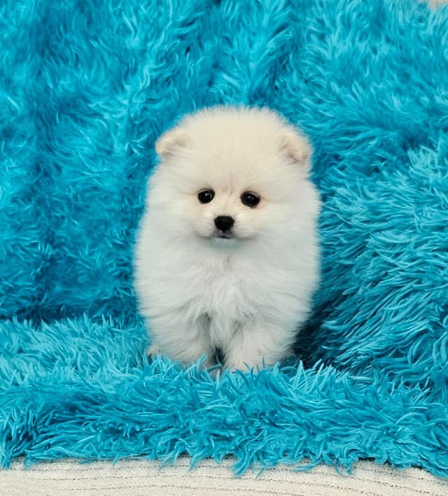 Pomeranian Puppies media 2