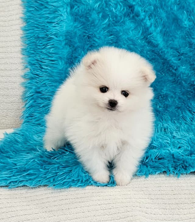 Pomeranian Puppies media 8