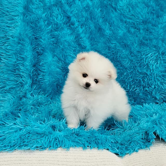 Pomeranian Puppies media 4