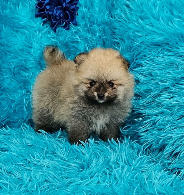 Pomeranian Puppies media 6