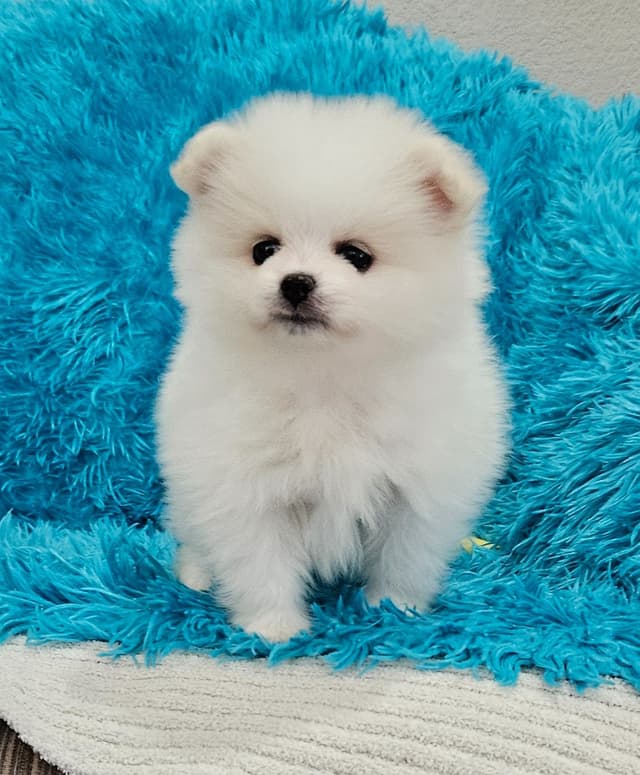Pomeranian Puppies media 7